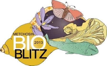 Bioblitz 2012 image